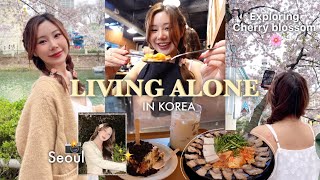 Living alone in Korea🌸Srping VLOG-พาชมดอกซากุระในโซล,จุดถ่ายรูป,ปิ้งย่างสามชั้นกิมจิแบบดั้งเดิม