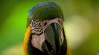 13 Birds of Peru 2023 - Cusco & Madre de Dios