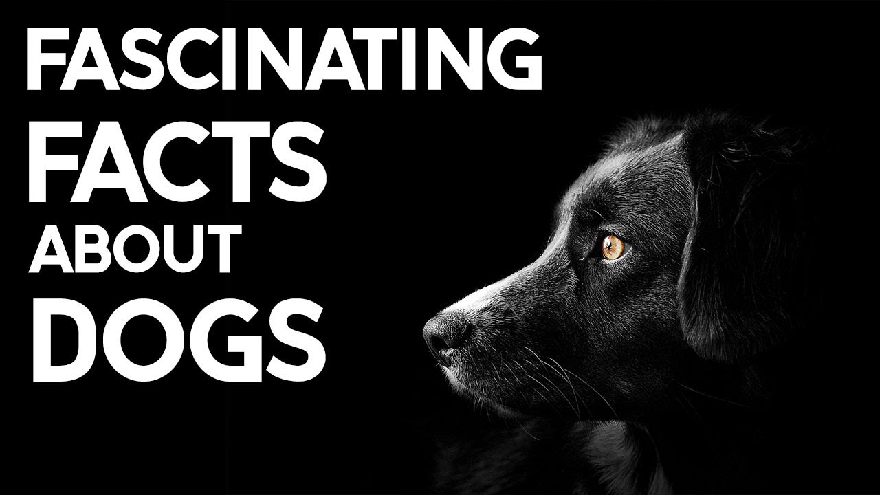 Top 10 Facts About Dogs dogs YouTube top-10-facts-about-dogs-dogs-youtube