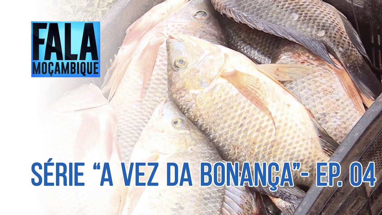 #AVezDaBonança | Fartura de peixes nos rios que cortam província de Maputo surpreendem os pescadores