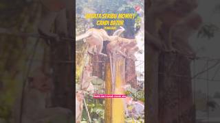 Lihat banyak monyet liar di Wisata alam seribu Monyet Candi Batur Pemalang yuk guys!