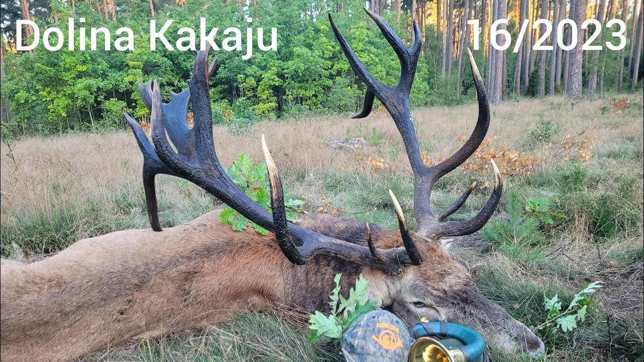 Dolina Kakaju 16/2023.  Kapitalny byk. #rykowisko  #hunting #polowanie