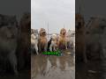 大型犬と潮干狩り