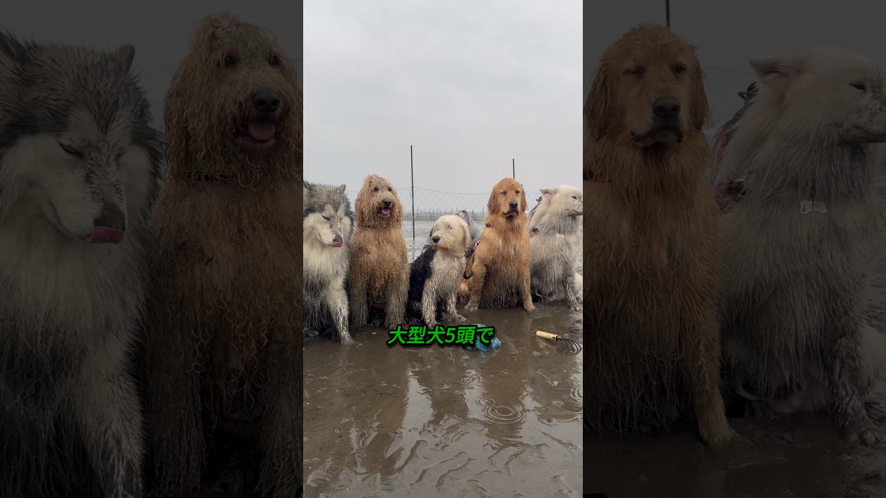 大型犬と潮干狩り
