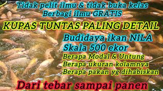 BUDIDAYA IKAN NILA SISTEM BIOFLOK RAS KOLAM TANAH | MODAL DAN KEUNTUNGAN BUDIDAYA IKAN NILA 500 EKOR