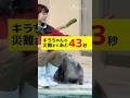 ご機嫌キラちゃんに忍び寄る43秒後の悲劇 #鳥羽水族館 #ラッコ #seaotter