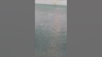 GOT - cà phê câu tôm