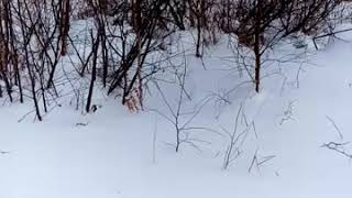 Охота на соболя Охота на соболя