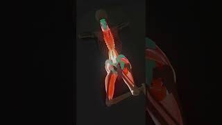 Relieve Back Pain and Sciatic Tension
