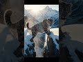 Snow Leopard Survives A Deadly Mountain Leap | Cinematic Survival Thriller