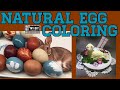 Natural Egg Coloring | Butter Lamb |. No chemicals!
