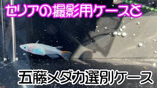 【めだか】二つの横見ケースを紹介します。Ｂ型おやじ　セリア　メダカの撮影用ケース　五藤メダカ　選別ケース　新色マットブラック