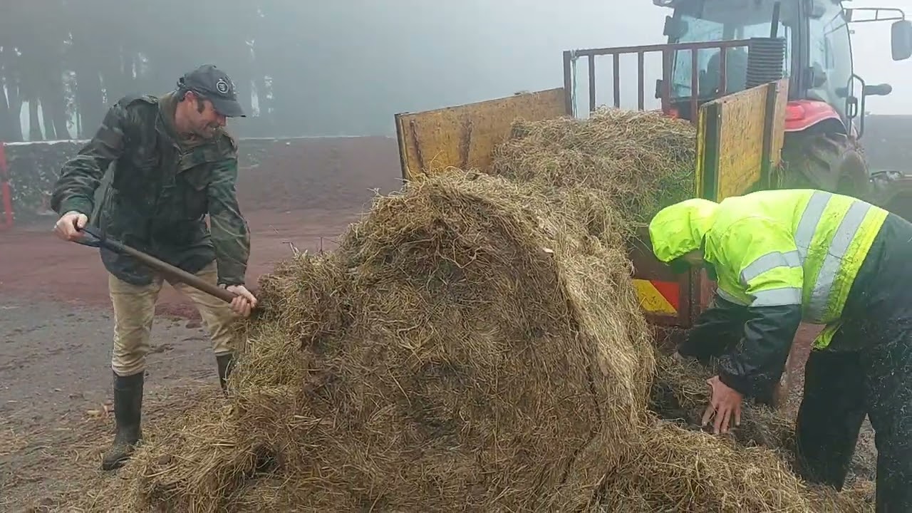 Quinta do Olé touro a ver os preparativos para a ferra dia 12 Abril  2025