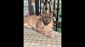 Каракалы в Казахстане
