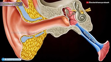 The Eustachian (Auditory) Tube: Anatomy, Functions, and Clinical Significance /USMLE