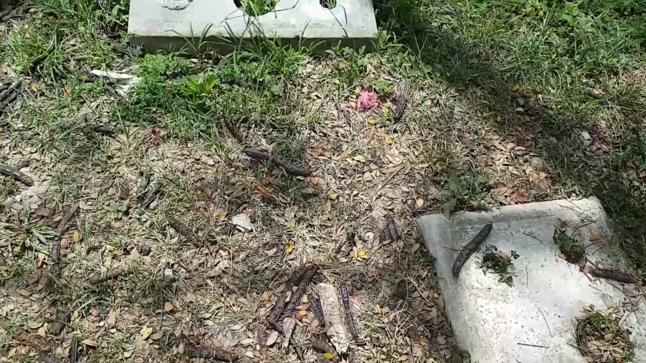 lb Canciones infantiles pérdida Cementerio Jardines el cercado - YouTube