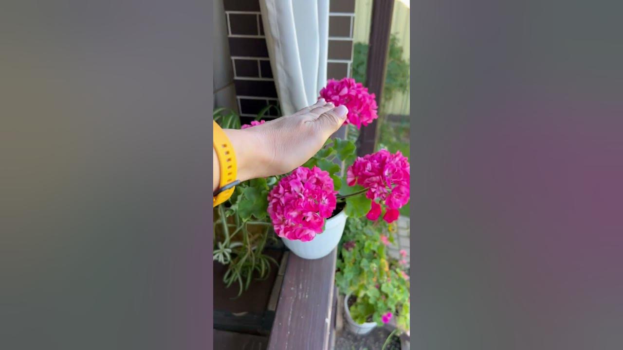 113. Пеларгония ИРИДА Купчиха - YouTube