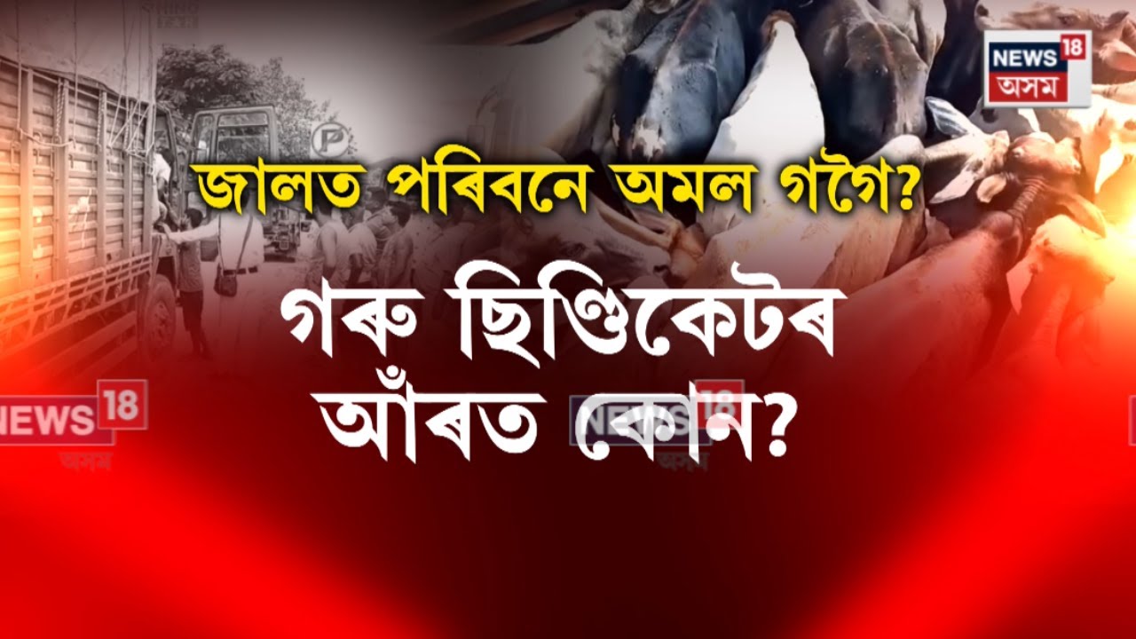 Jagiroad news। গৰু চিণ্ডিকেটৰ আঁৰত কোন? N18V
