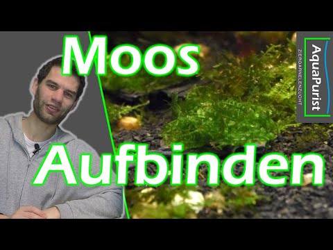 Video: Gourmet Javanesisches Moos