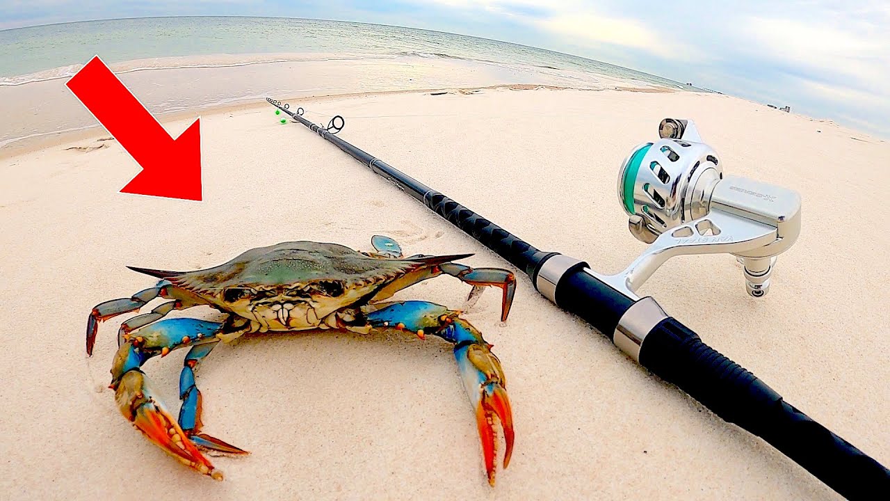 SURF Fishing with BLUE CRABS! for BEACH GIANTS 