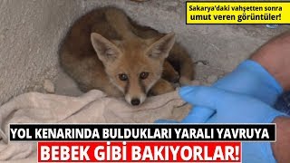 Yaralı Yavru Tilkiyi Evinin Bahçesinde Bebek Gibi Besliyor-İha