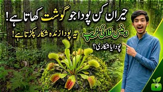 How a Venus Flytrap Actually Catches Insects!Venus Flytrap Care Guide: Don't Kill Your Carnivorous 