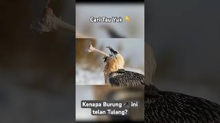 Agak Lain Tulang Dimakan  Daging Dicuekin  Burung Nasar taugaksih