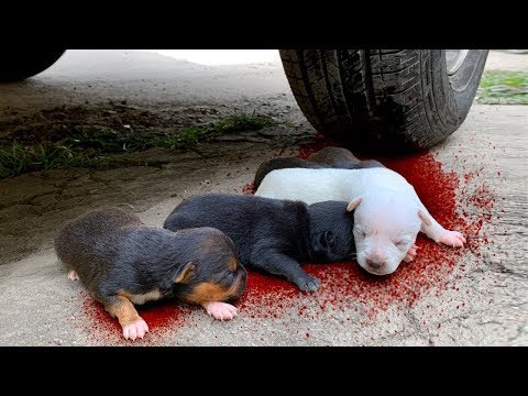 Video: Tuổi thọ trung bình của Rat Terriers