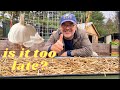 Plant Garlic Seeds Now Before The Ground Freezes