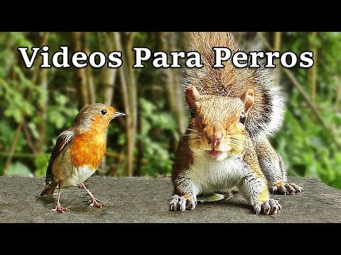 Videos Para Perros : Pájaros y Ardillas