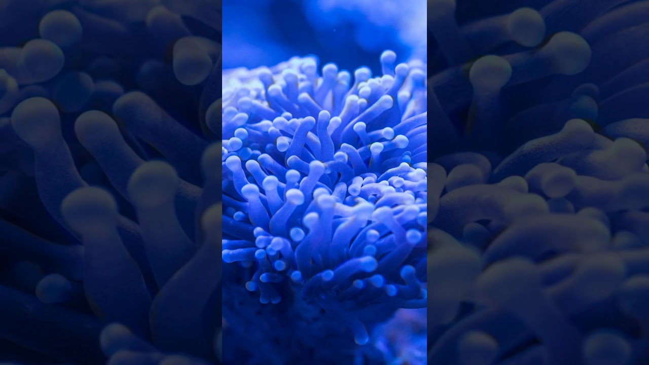 432Hz | The DEEPEST Healing Sleep Music, Whole Body Relaxation, Stress Relief