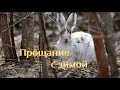 Прощание с зимой / Заяц-беляк / Lepus timidus L.