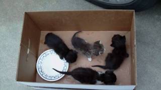 kitten litter 4 22 2010.AVI