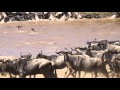 肯亞Marsa Mara 野生動物保護區 牛羚大遷徙 2015.9月