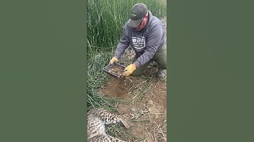 How To Trap a Bobcat (DIY Trapping Tutorial)