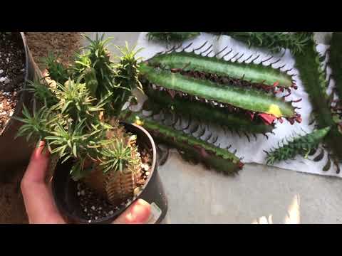 Video: Euphorbia Violetti