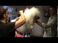 Pure Paws - Poodle show & maintenance grooming