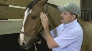 Horse Massage:  Releasing Tension in the TMJ and Jaw of the Horse using the Masterson Method®