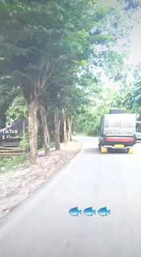 Gila gilaan mobil ikan flores maumere