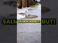 🟢SALMON LAWAN ARUS! Migrasi Ikan Rasa MotoGP di Jalanan 😱🔥 #trending #viral #fyp #shorts