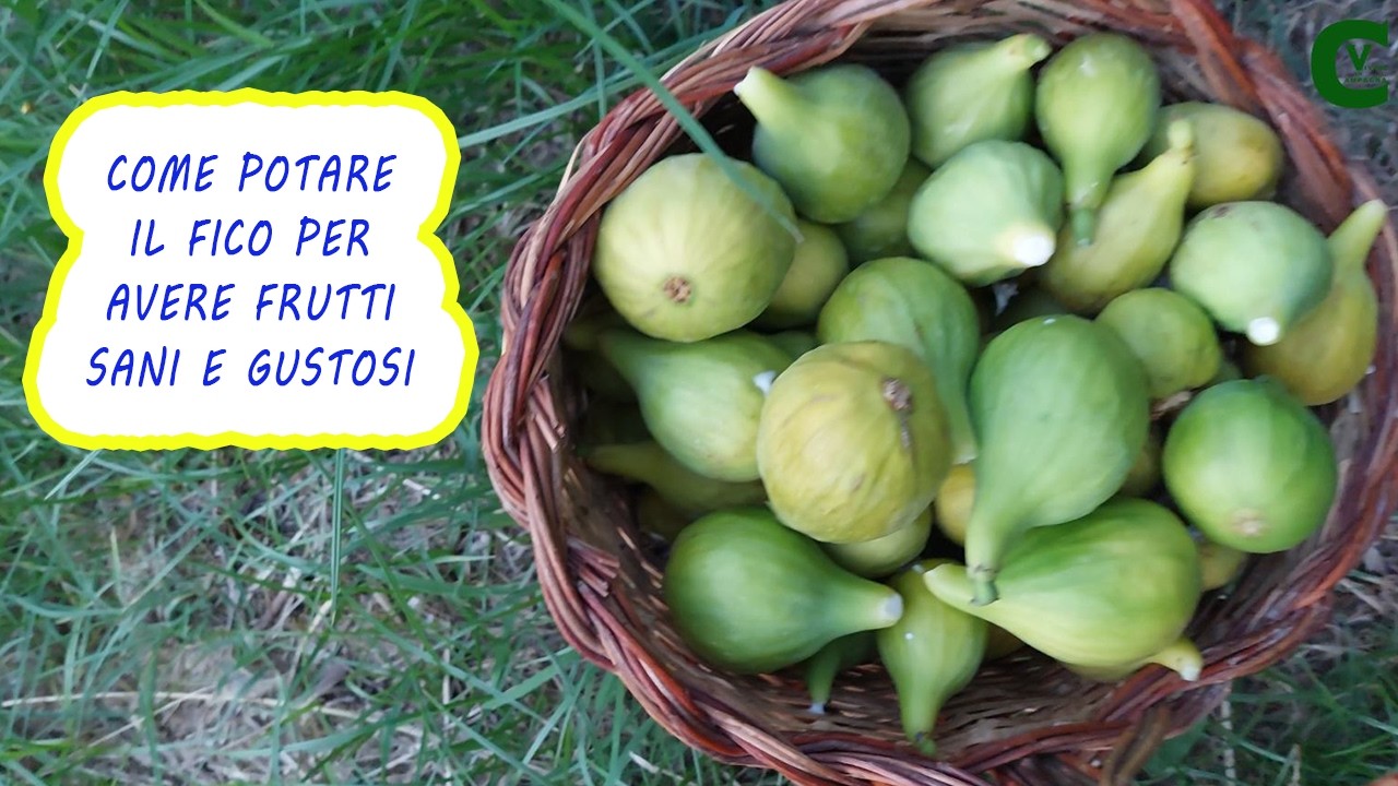 Potatura del fico adulto: come e quando potare i fichi (Ficus carica)