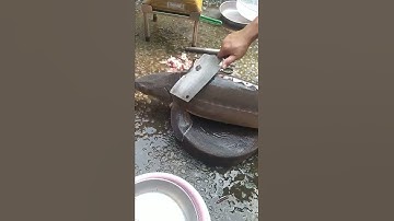 Cá tầm nhà làm bao ngon 🎏 sturgeon
