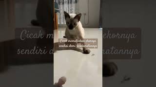 Download Lagu cicak memutuskan ekornya sendiri demi keselamatannya #funny #cute #cat #kitten #catlover #animals # MP3 Download Lagu cicak memutuskan ekornya sendiri demi keselamatannya #funny #cute #cat #kitten #catlover #animals # MP3