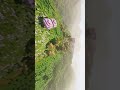 美しすぎる世界 #shorts