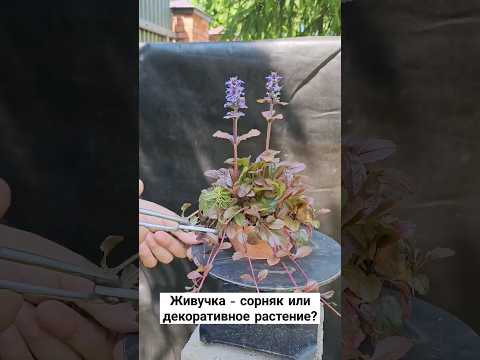 Video: Ajuga zatiranje plevela - Nasveti za odpravo rastlin bugleweed
