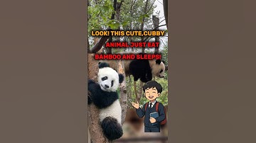 Why do pandas like to sleep all the time? 😴✨#Panda #AnimalFacts #Shorts