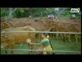 Cow milking actress tamil