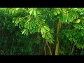 Tropical Rainstorm Sounds for Sleeping or Studying  🌧️ White Noise 10 Hours