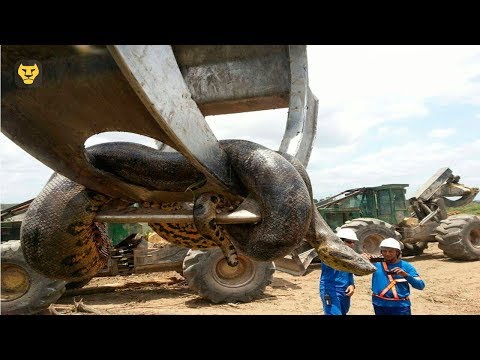 Video: Pocos Datos Sobre La Anaconda