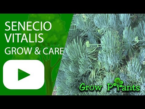 Senecio vitalis - grow & care (Senecio cylindricus)